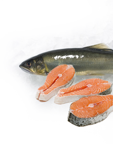 Техрегламент «О безопасности рыбы и рыбной продукции» вынесен на согласование